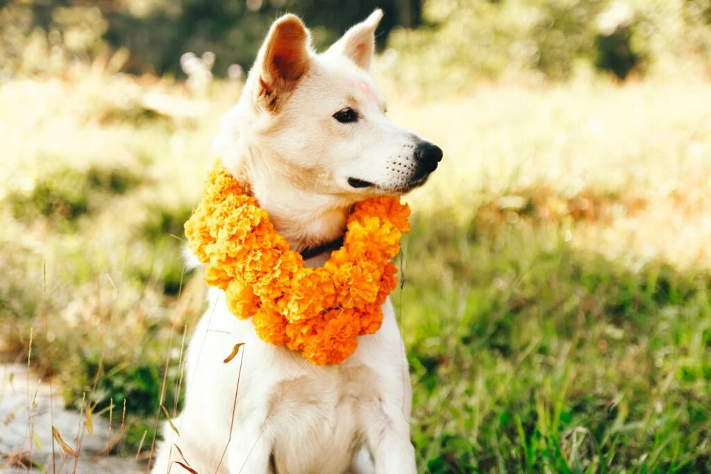 🌍 Cultural Impact: What PuppyGirlXD Says About Us